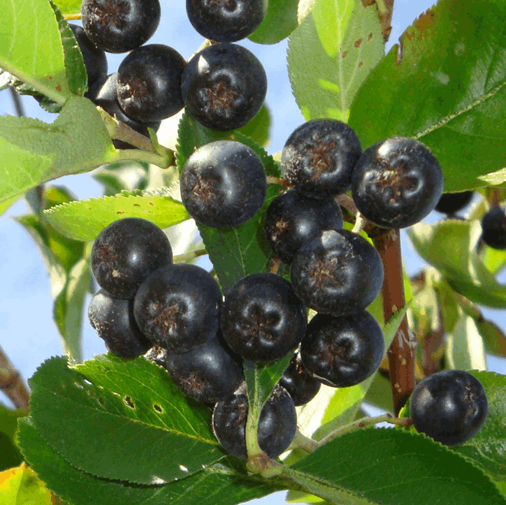 Aronia